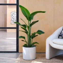 Capri Plant Pot -Garden Supply Store 30971610