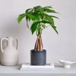 Capri Plant Pot -Garden Supply Store 30971618