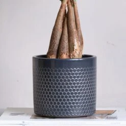 Capri Plant Pot -Garden Supply Store 30971618 alt01