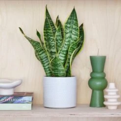 Capri Plant Pot -Garden Supply Store 30971682