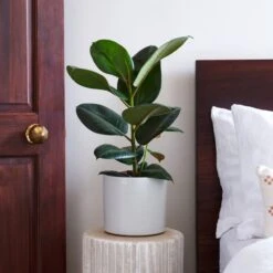 Capri Plant Pot -Garden Supply Store 30971692